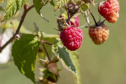 Raspberry berries on a stalk. Blurred background. Stock Photos