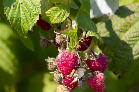 Raspberry berries on a stalk. Blurred background. Stock Photos