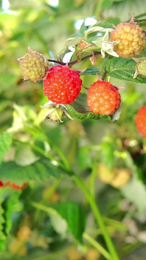 Raspberry Berries in Various Stages of Ripening on Bush Stockbeeldmateriaal 346639886