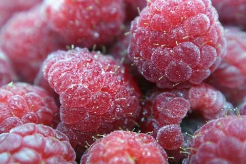 Raspberry berries in water drops macro photo as background. Stock-Fotos