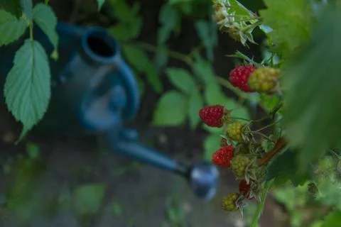 Raspberry berries with a watering can Stock Photos