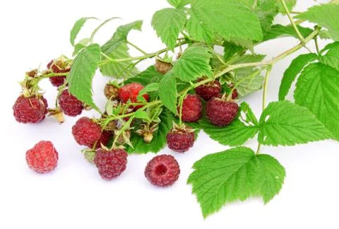 Raspberry berries on a white background Stock Photos