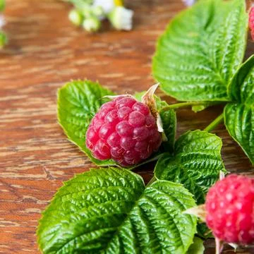 Raspberry berries with wild daisies on an old wooden table, copy space, templ Stock Photos