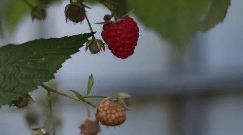 The raspberry berry beckoned us to itself. Stock Photos