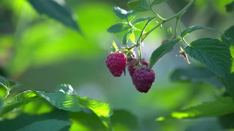 Raspberry berry on a bush Stock Footage 114031017