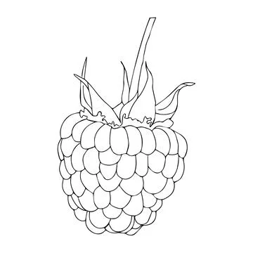 Raspberry berry close-up in doodle style. Vector illustration isolated on w.. Stock Illustration