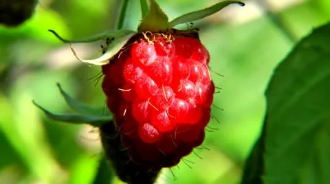 The raspberry berry close up which is shone on the sun Stockbeeldmateriaal 10687899