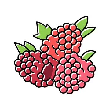 Raspberry berry color icon vector illustration イラスト素材