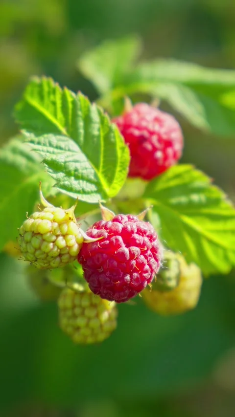 Raspberry berry fruit growing on farm in garden. Raspberry branch. Stock Footage 299551233