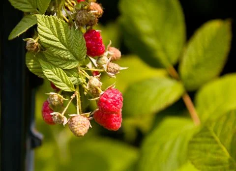Raspberry berry growing on vine Stock Photos