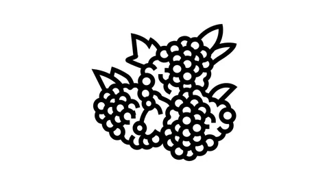 Raspberry berry line icon animation Stock Footage 224933205