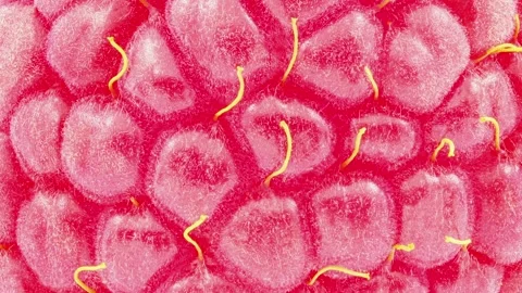 Raspberry, berry one close-up, rotating Stock-Footage 166106200