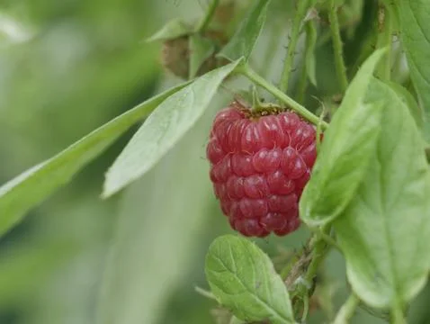 Raspberry berry 写真素材