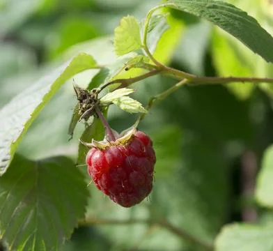 Raspberry berry Stock Photos