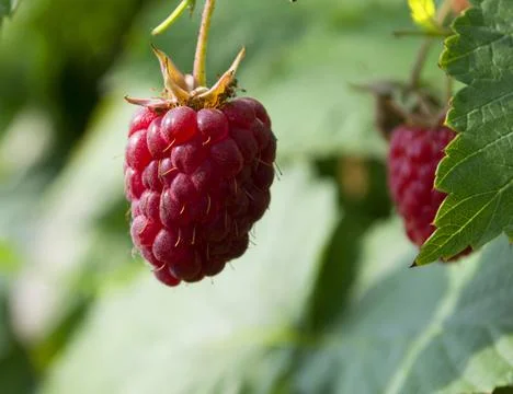 Raspberry berry Stock Photos