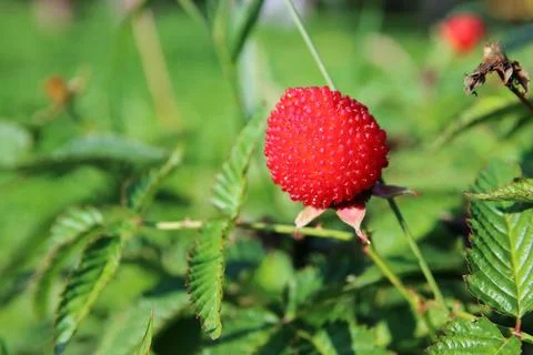 Raspberry berry Stock Photos