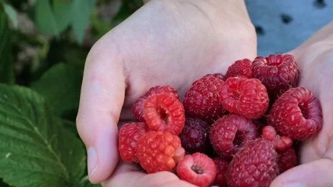 Raspberry berry.Picking raspberries. Stock Footage 255971774