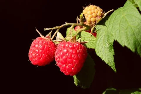 Raspberry on a black background Stock Photos