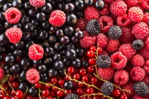 Raspberry, blackberry and currant background. Fruit background. Stock Photos