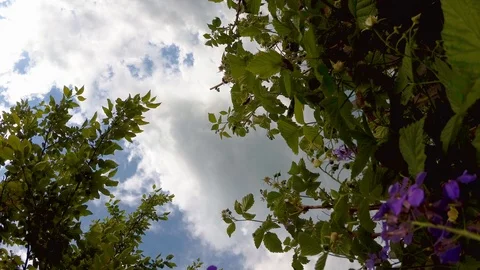 Raspberry blooming against the sky Stock Footage 91536193