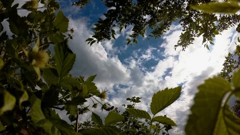 Raspberry blooming against the sky Stock Footage 91536194