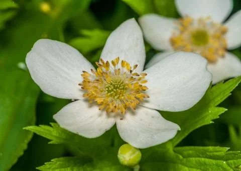 Raspberry blossom Stock Photos