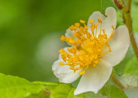 Raspberry blossom Stock Photos