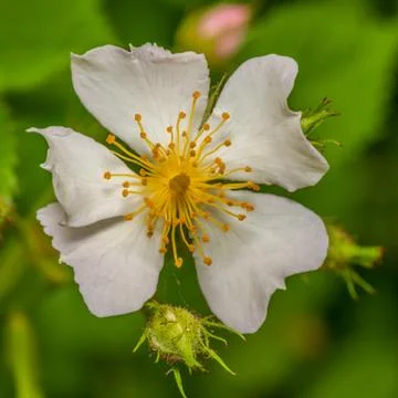 Raspberry blossom Stock Photos
