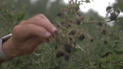 Raspberry Bounty Stock Footage 253041111