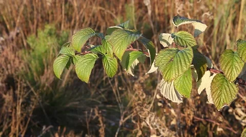 Raspberry branch in autumn Vídeos de archivo 42418909