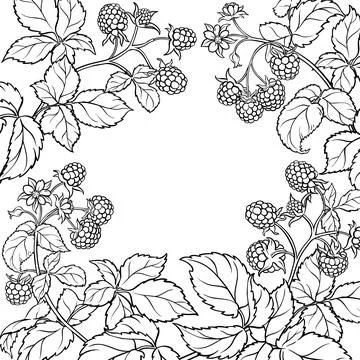 Raspberry Branch with Berries Outline Frame. Stock Illustration