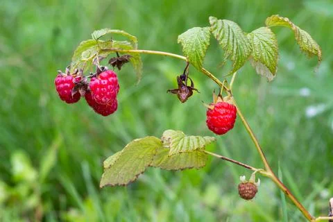 Raspberry branch with berries over the grass Stock Photos