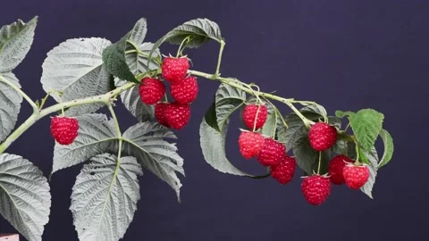 Raspberry branch on black. Side view. Stock Footage 171350423