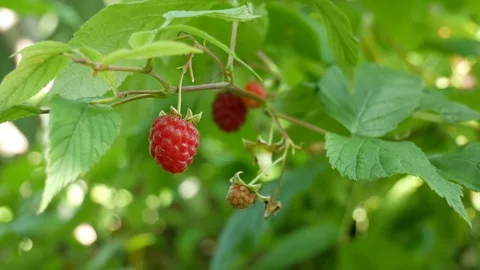 Raspberry on a branch. The branch of raspberry waving slightly. Stock Footage 77519902