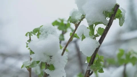 Raspberry branch carries snow cluster Stock Footage 320941469