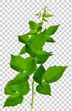 Raspberry branch. close-up. isolated on transparent without shadow. PNG. Na.. Stock Photos