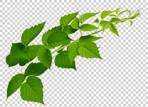 Raspberry branch. close-up. isolated on transparent without shadow. PNG. Na.. Stock Photos