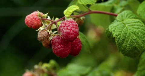 Raspberry on a branch close-up. Raspberry bush on the farm. 스톡 동영상 182748127