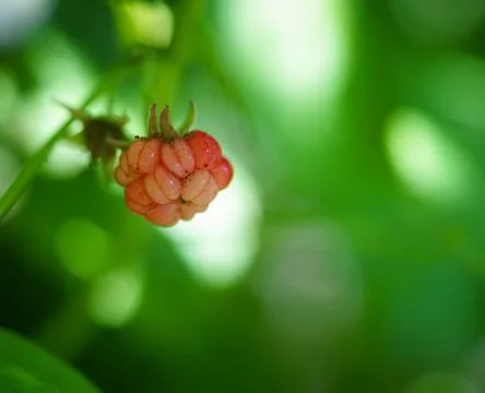Raspberry on a branch. Closeup Stock Photos
