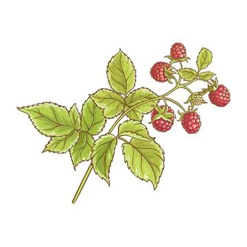 Raspberry Branch Colored Detailed Illustration. Stock Illustration