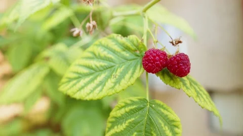 Raspberry on a branch Stock Footage 201110247