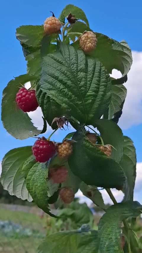 Raspberry on a branch Stock-Footage 346094537