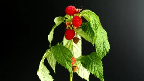Raspberry branch with fresh fruit on black background Stock Footage 340415729