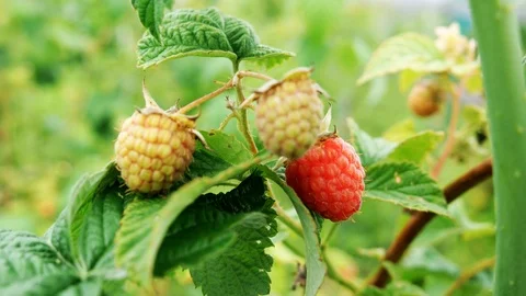 Raspberry On Branch In Garden. Stock Footage 112733920