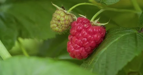 Raspberry on a branch in the garden. Red useful berry. Raspberries in the garden Stock Footage 169993674