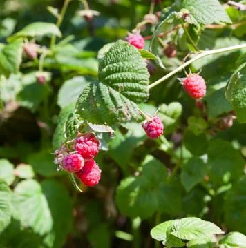 Raspberry branch with green leaves Stock Photos