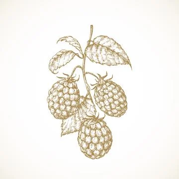 Raspberry Branch. Hand Drawn Sketch Berries with Leaves Vector Illustration Stock Illustration