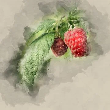 Raspberry on a branch Stock Illustration