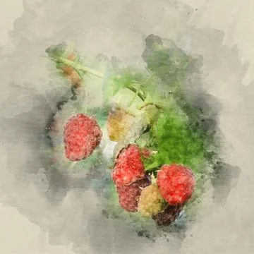 Raspberry on a branch Stock Illustration