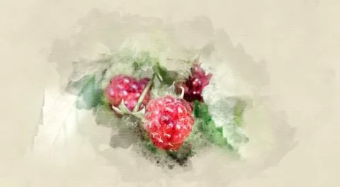 Raspberry on a branch Stock Illustration
